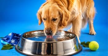 PetWireDaily — Why Does My Dog Drink So Much Water? Causes, Hydration Tips & Products That Can Help