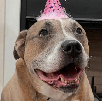 PetWireDaily — A 10-Year-Old Shelter Dog Named Lily Inspired a Free Tool That’s Helping Senior Dogs Across America Find Homes