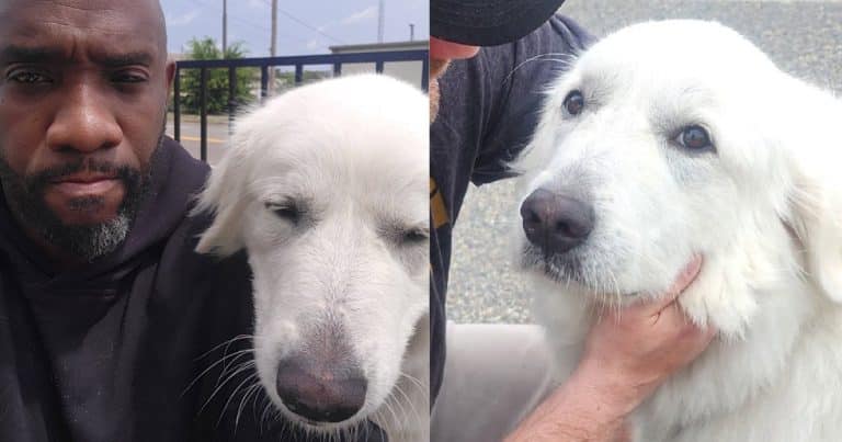 Man and dog with heartwarming connection
