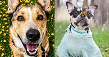 Pet Lovers' Choice Awards