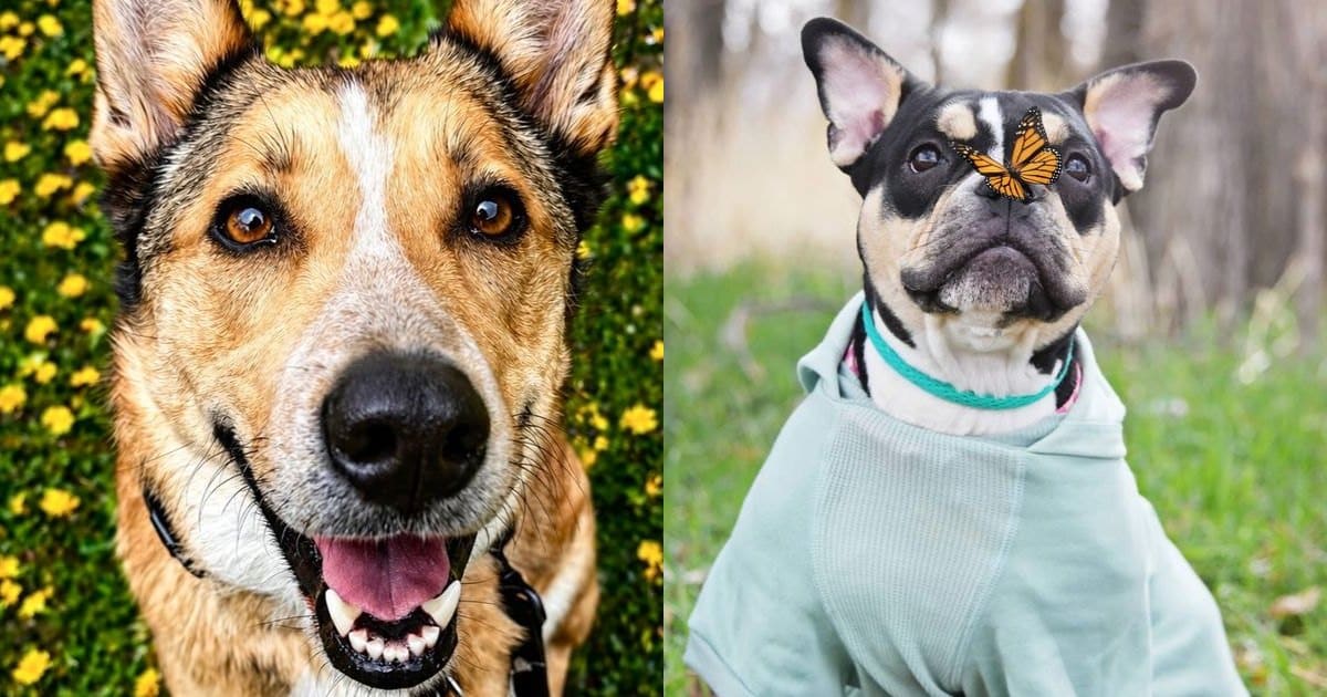 Pet Lovers’ Choice Awards Reveals State Winners as Wildcard Voting Begins