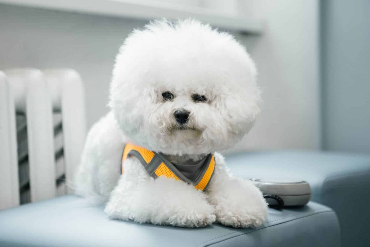 Bichon Frise radiating joyful personality and low shedding charm.