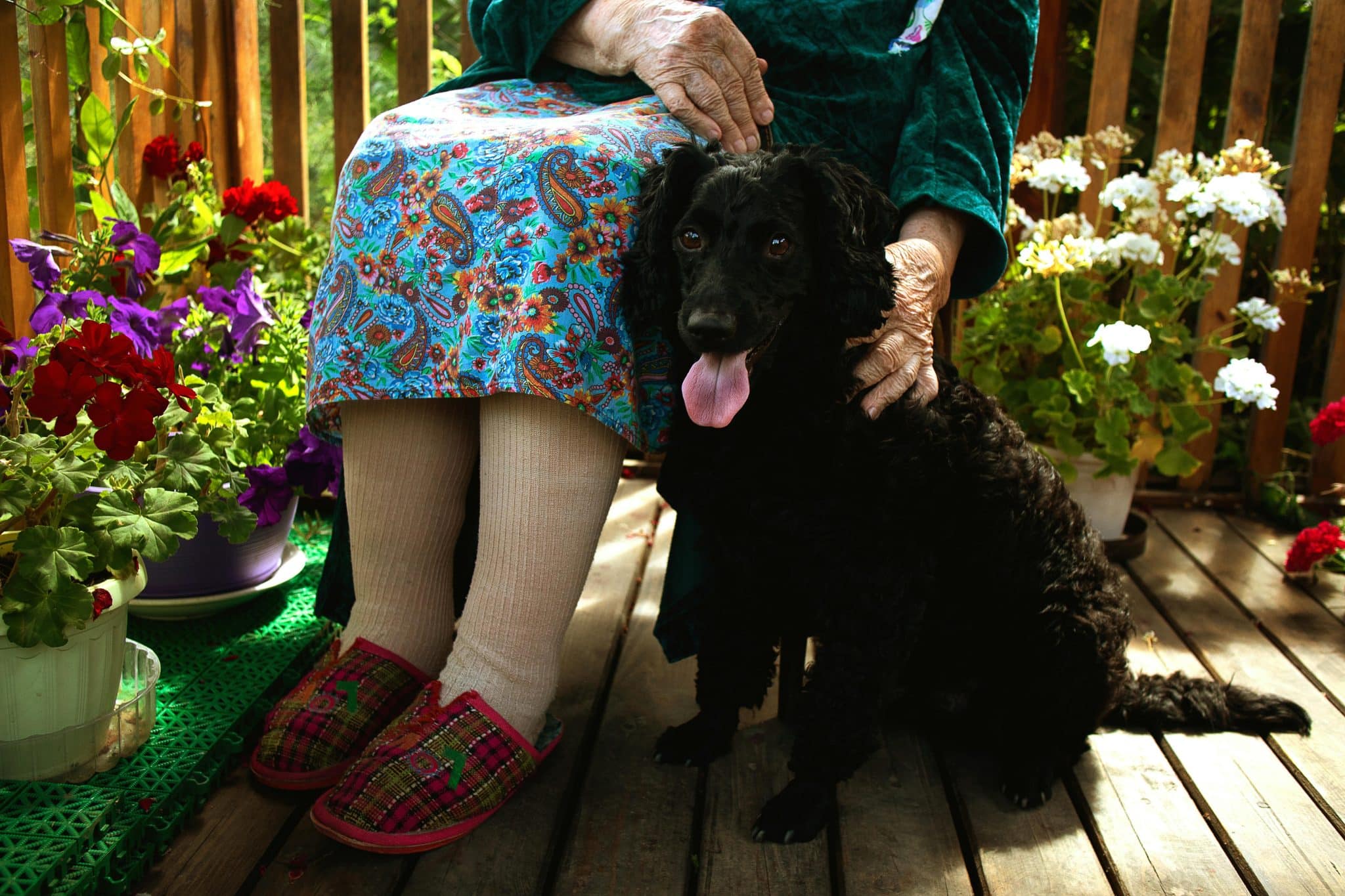 Gentle dog showing warmth, loyalty, and comforting companionship
