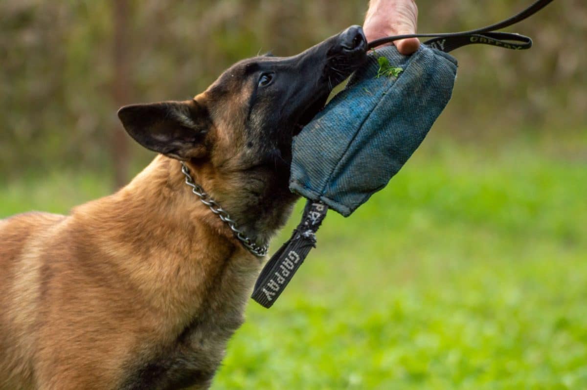 Belgian Malinois confidently using scent skills during training
