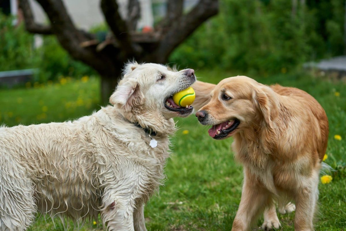 13 Active Dog Breeds Who Want To Play All Day