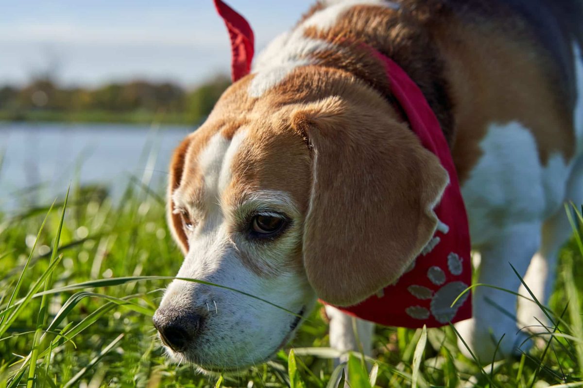 13 Dog Breeds With The Best Sense Of Smell