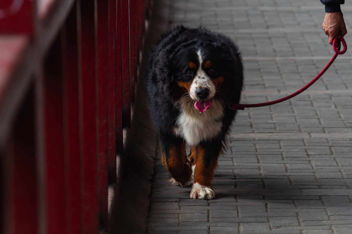 Bernese Mountain Dog thriving within a calm and structured lifestyle