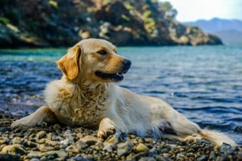 Happy dog showing excitement for outdoor adventures and playful activities