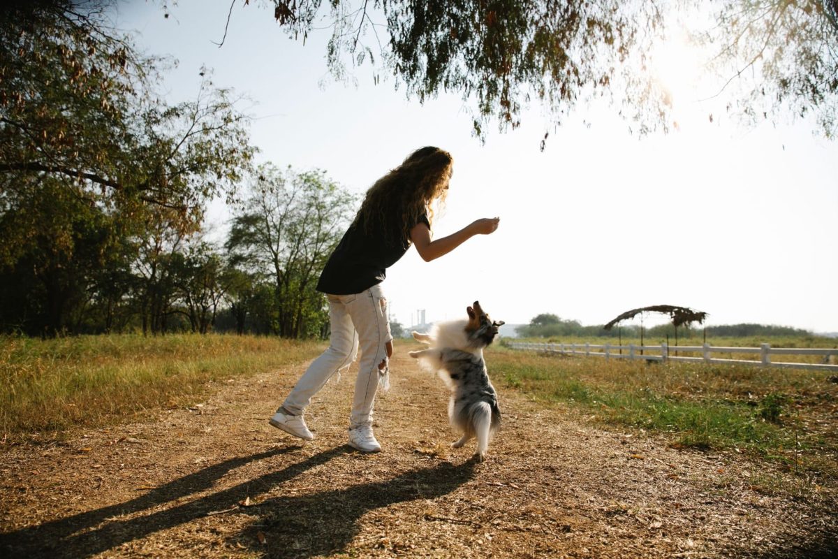 Shetland Sheepdog bright and eager during training sessions