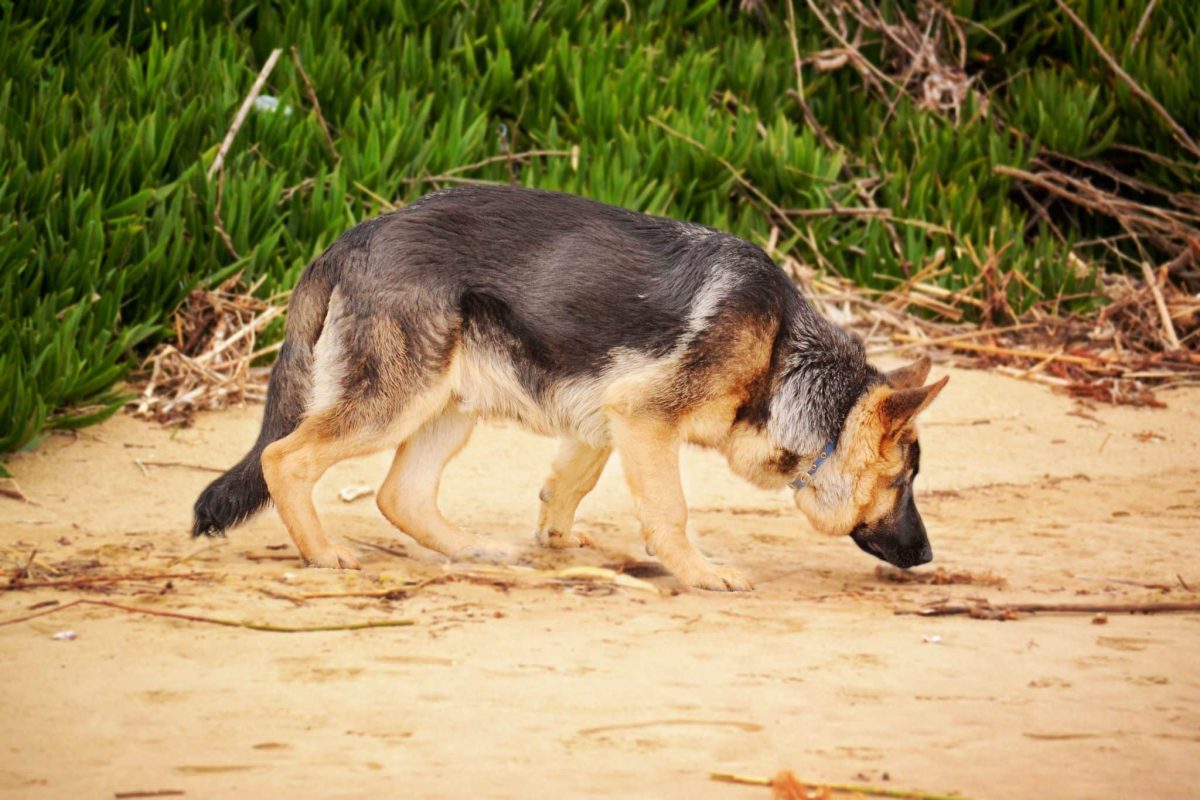 German Shepherd alert and focused during scent detection work