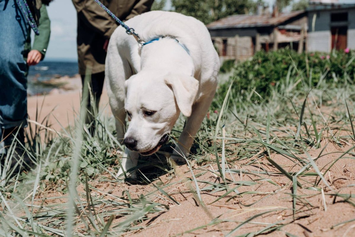 Labrador Retriever enthusiastically following scents with focus