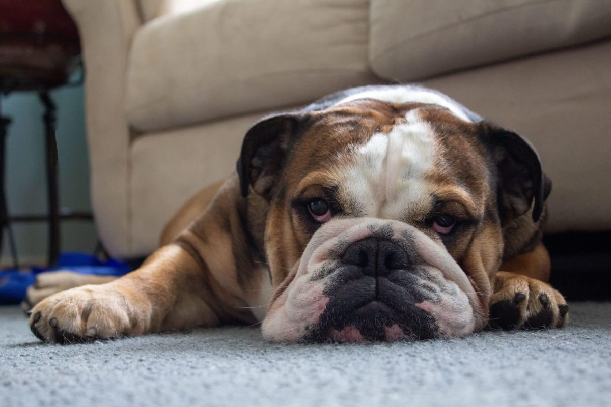 English Bulldog enjoying comfort and stability through daily routines