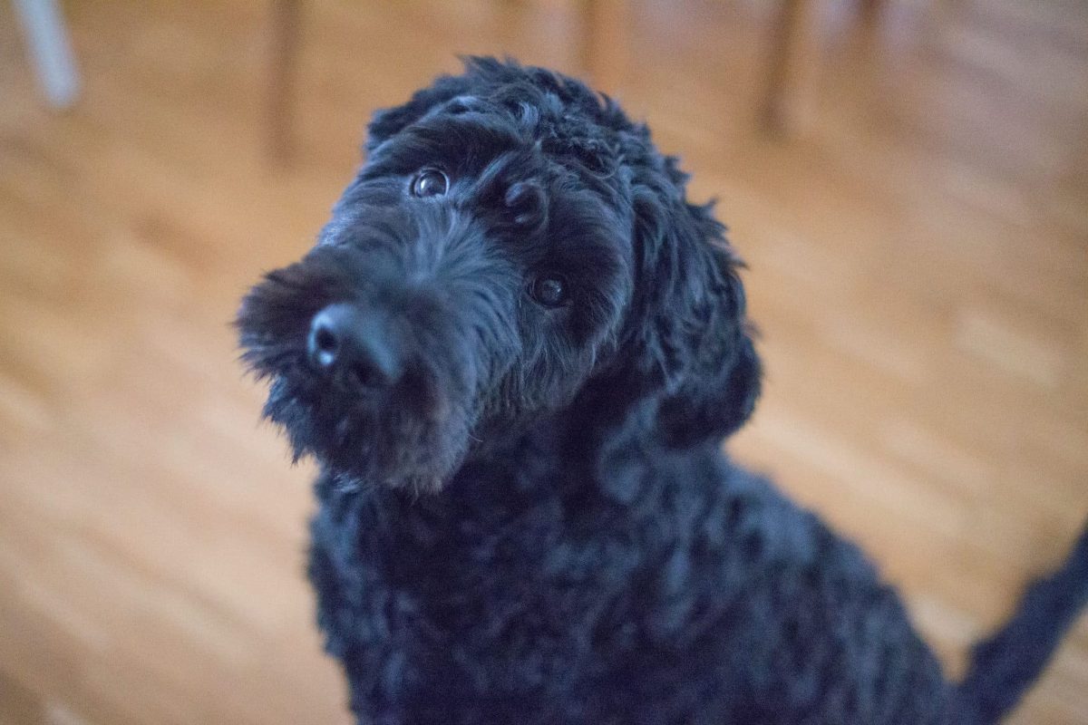 Portuguese Water Dog showing athletic confidence and low shedding appeal.