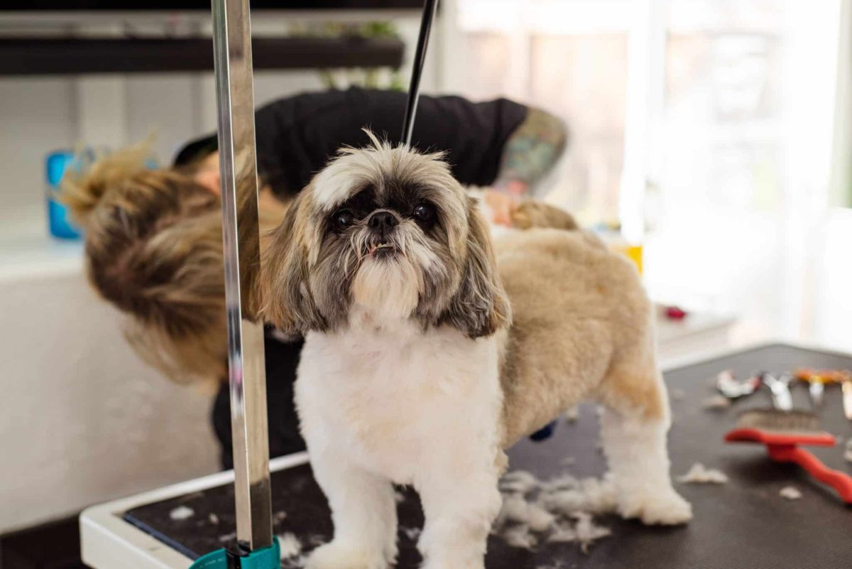 Shih Tzu enjoying peaceful companionship through a stable routine