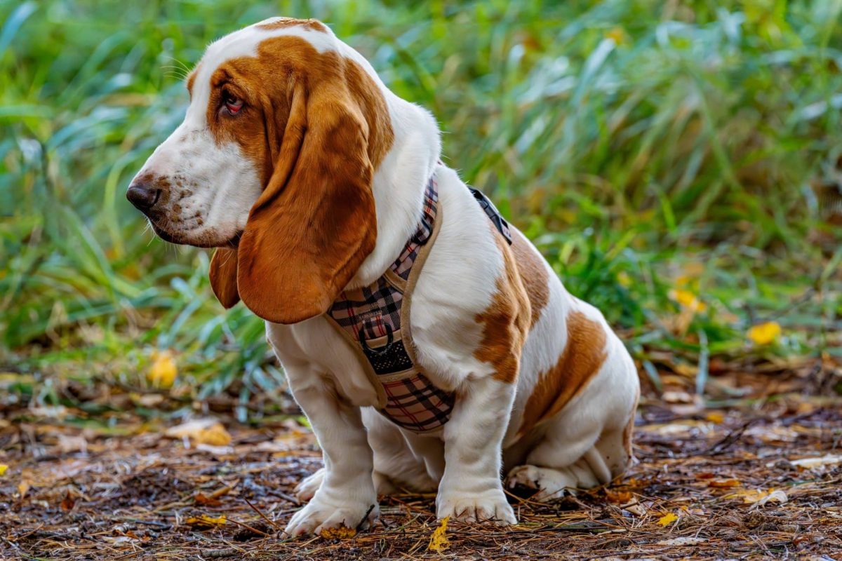 Basset Hound embracing a peaceful lifestyle with steady daily habits