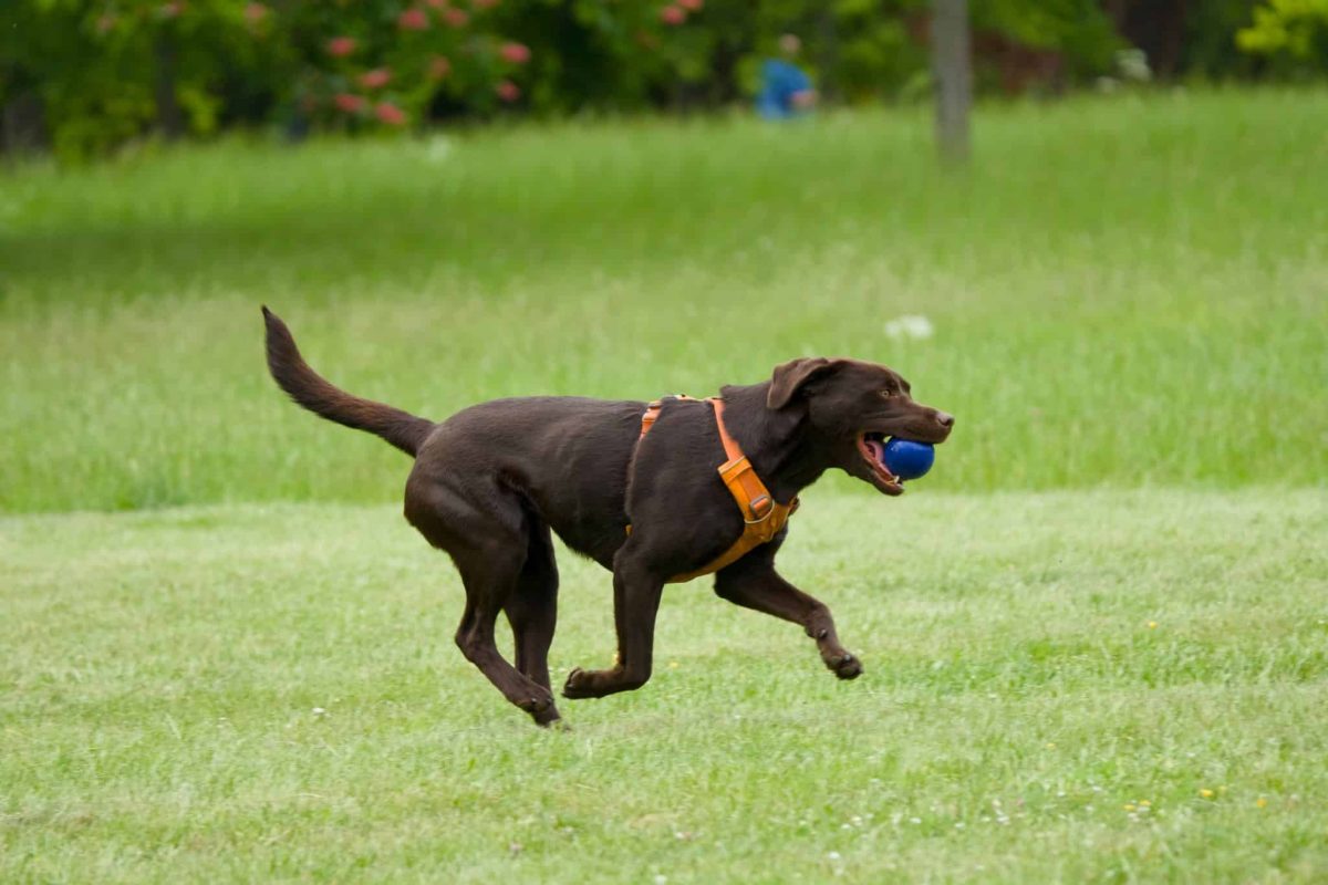 Labrador Retriever happy expression showing energetic and playful nature
