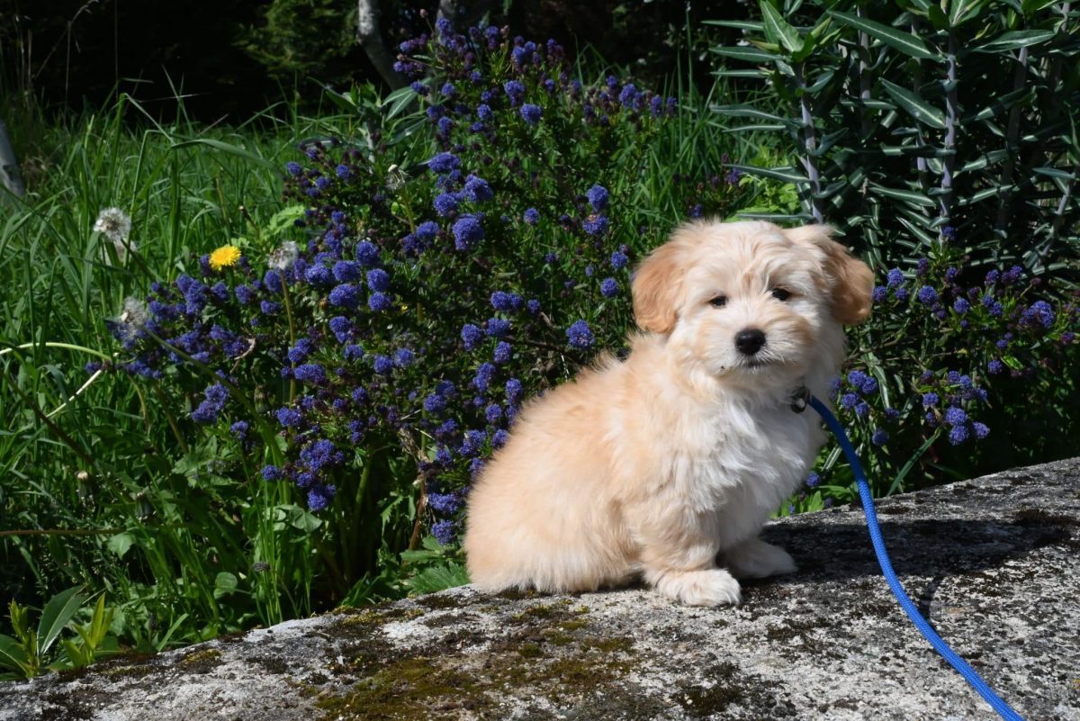 Havanese cheerful appearance showing friendly and adaptable personality