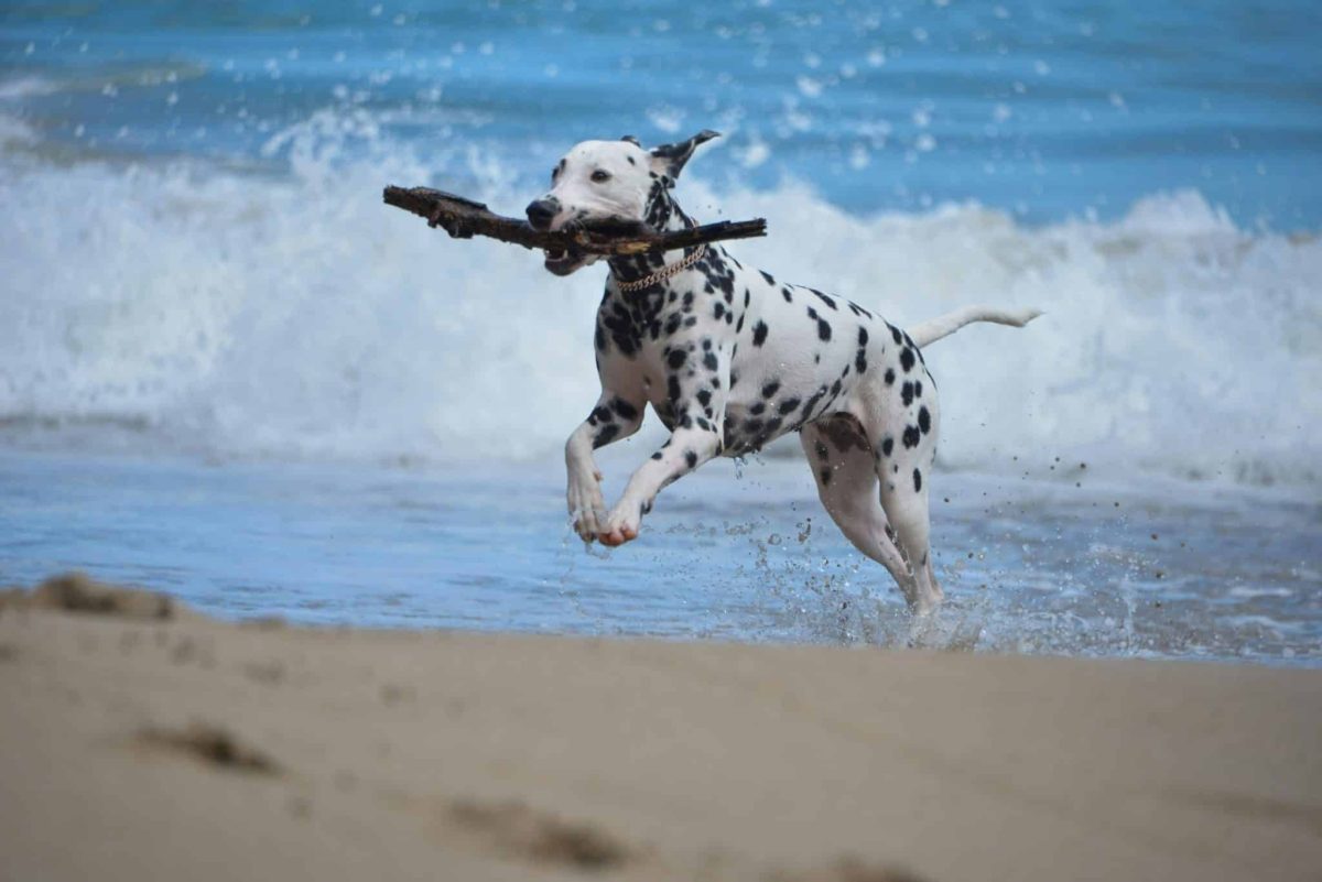An energetic dog showing excitement and enthusiasm for active play