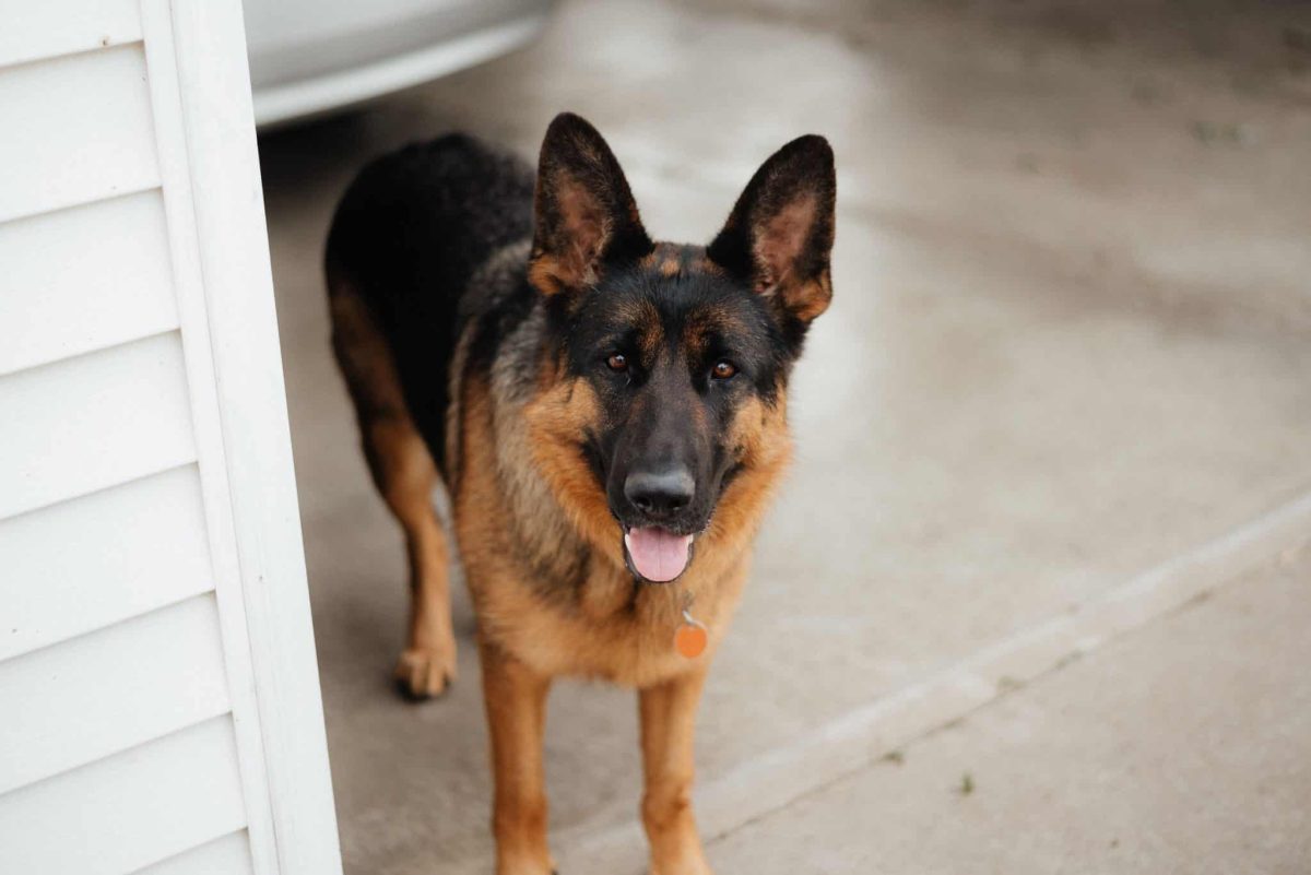Loyal German Shepherd attentively monitoring every household activity.