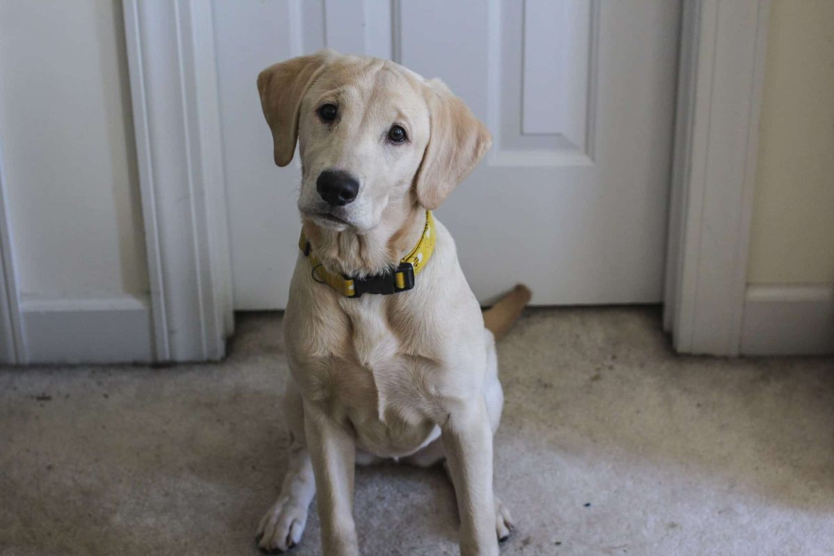 Curious Labrador Retriever happily supervising every family project.