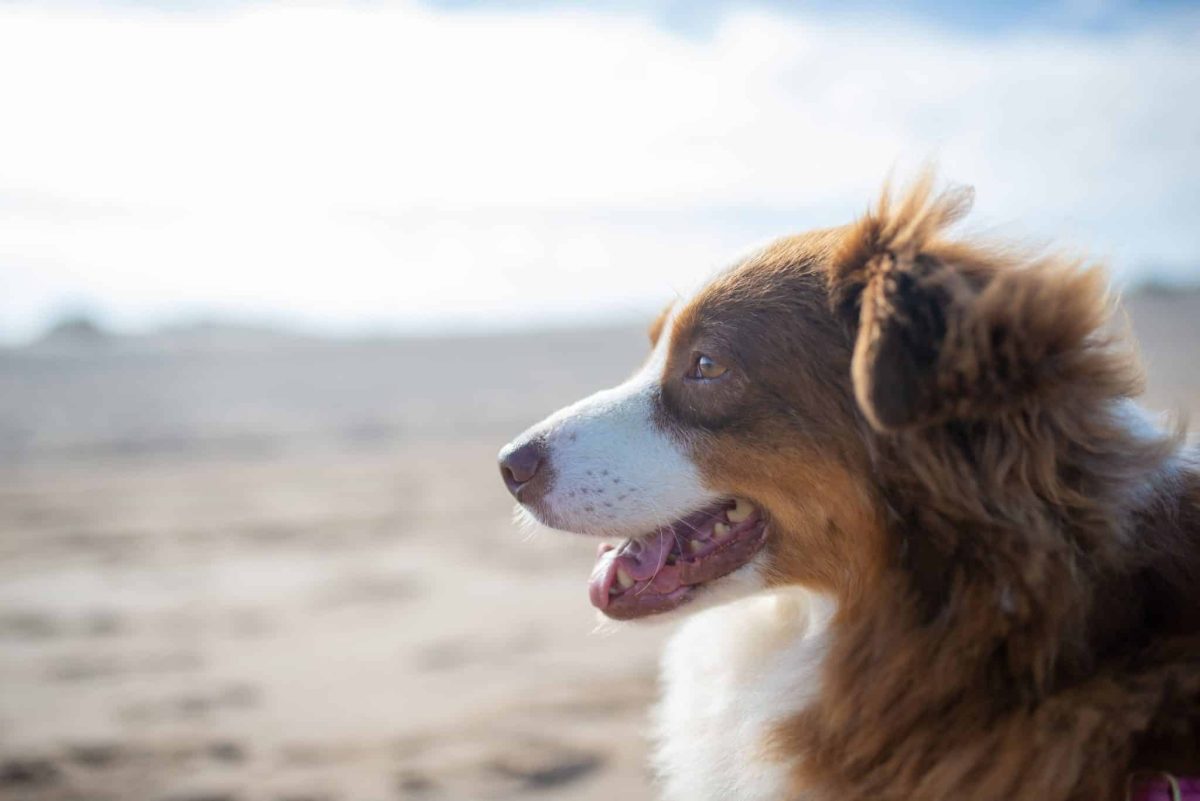 Australian Shepherd alert posture showing energetic and adventurous personality