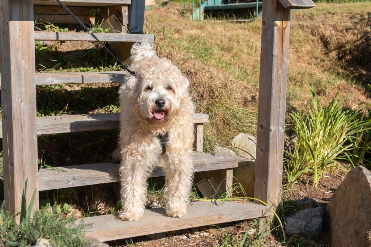 Soft Coated Wheaten Terrier reflecting warmth and allergy friendly companionship.