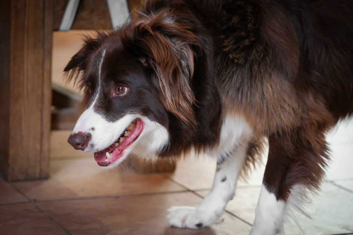 Border Collie showing intelligence through expressive facial reactions