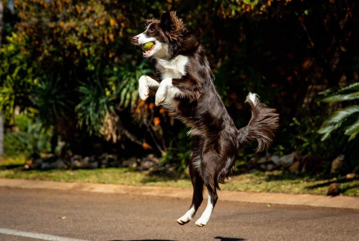 Border Collie focused and eager to learn new challenges