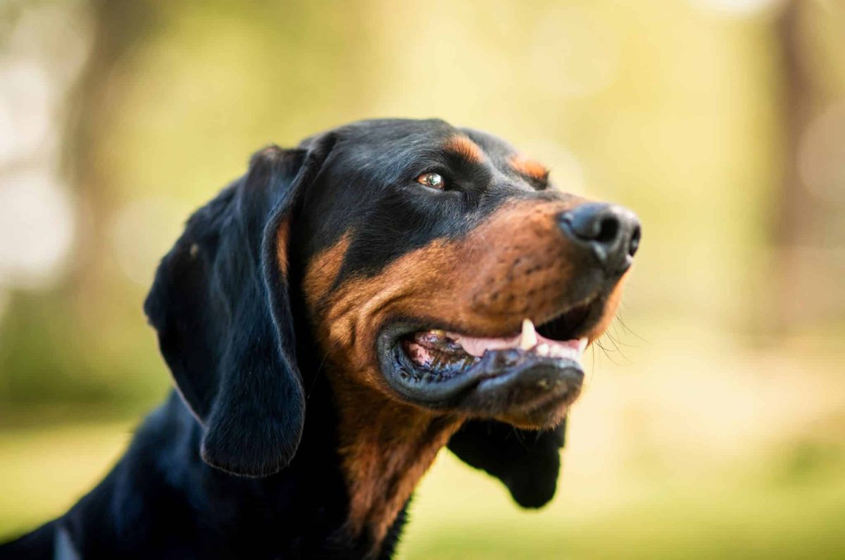 A loyal American born dog displaying confidence, spirit, and companionship, reflecting the pride and history behind native breeds.