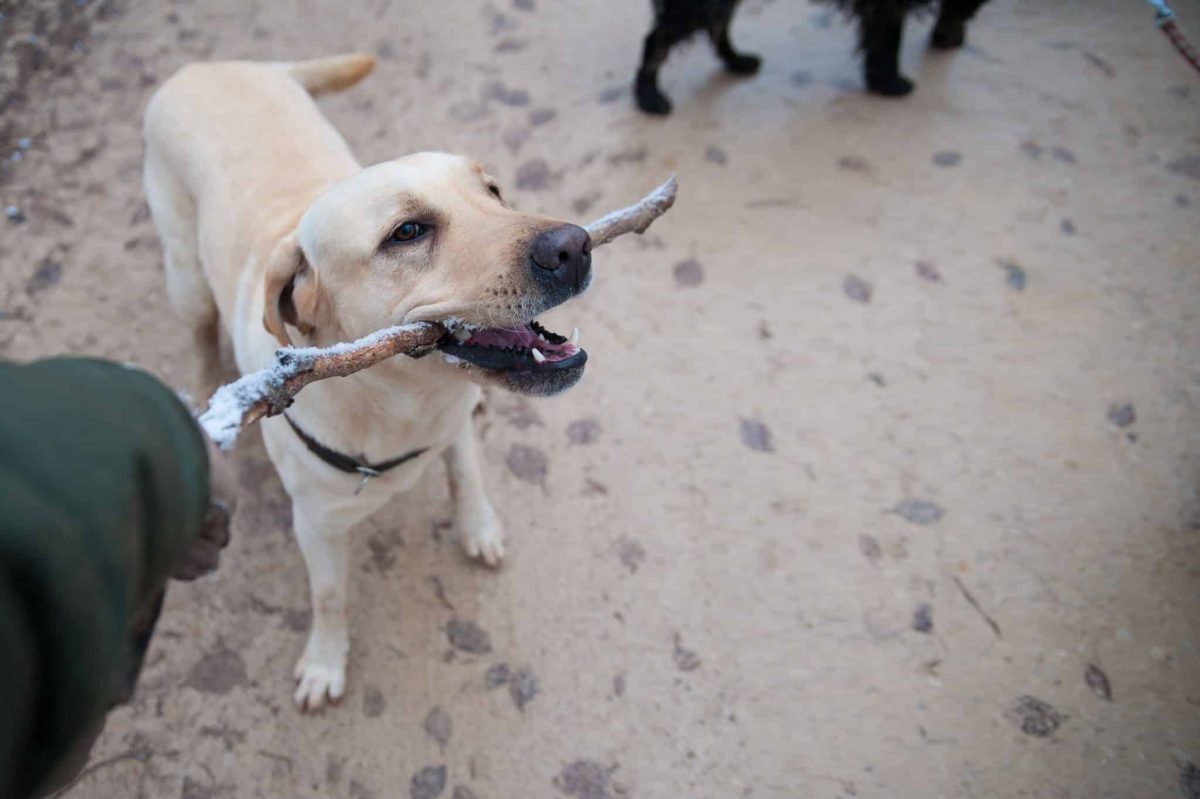 Labrador Retriever enthusiastic and ready to learn new tricks