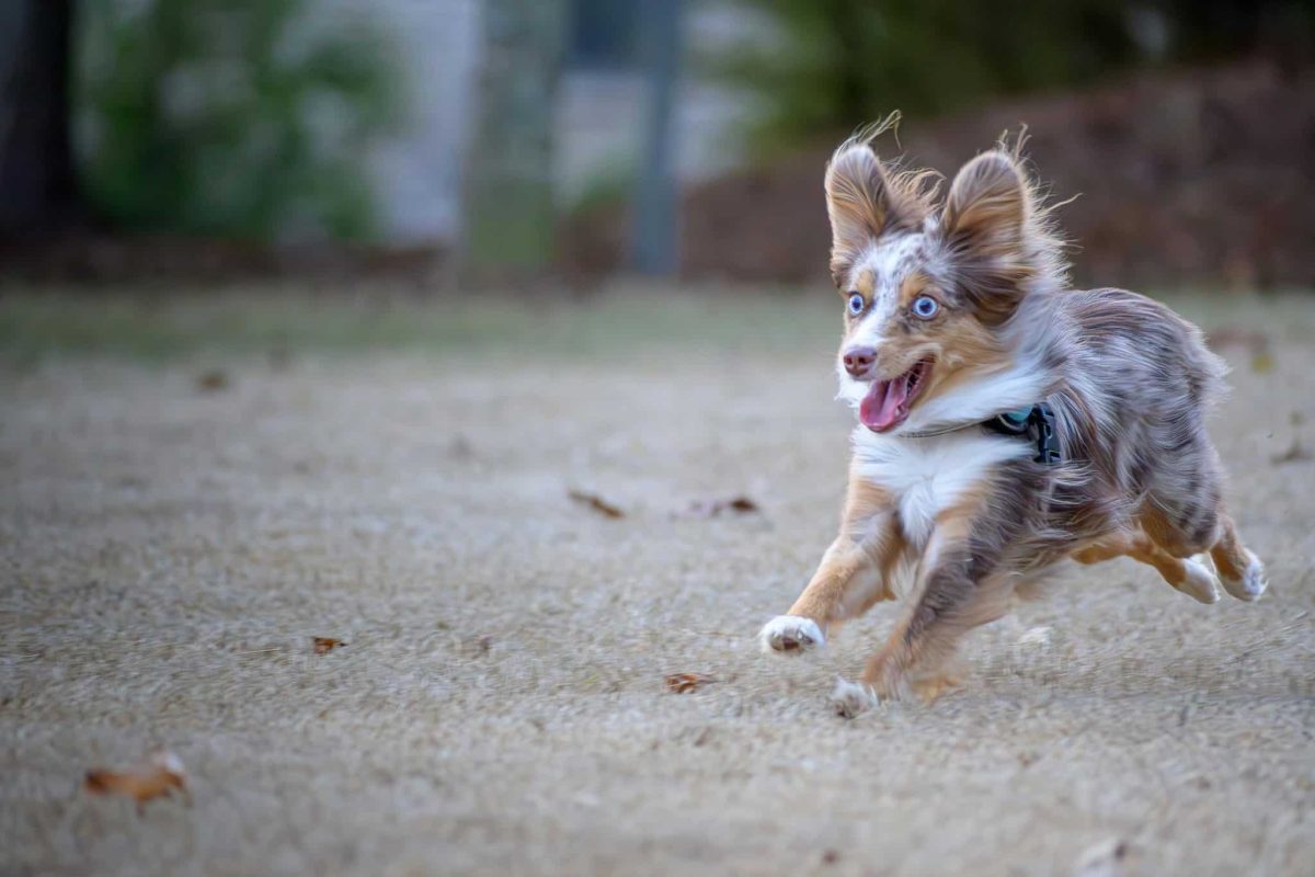 Australian Shepherd focused posture showing energetic and playful personality