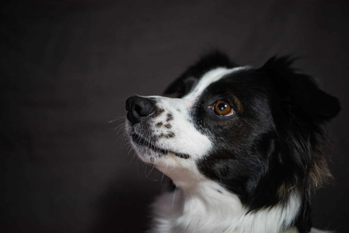 Alert Border Collie carefully observing every project with focused curiosity.