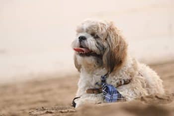 PetWireDaily — 11 Easygoing Dog Breeds Who Love Calm, Predictable Routines