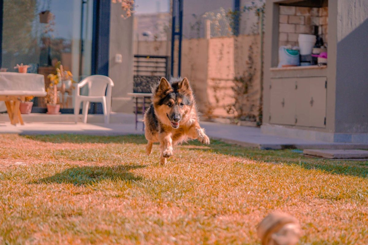 German Shepherd alert and ready to master new commands