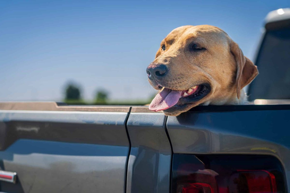 Labrador Retriever's cheerful expression, showing adventurous, travel-friendly personality