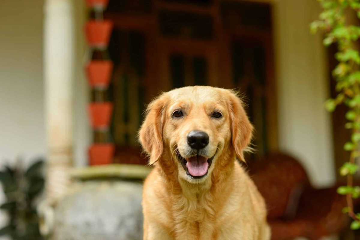 Friendly Golden Retriever watching every household task with gentle curiosity.