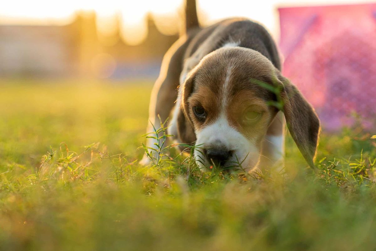 Beagle eagerly tracking scents with natural hunting instincts