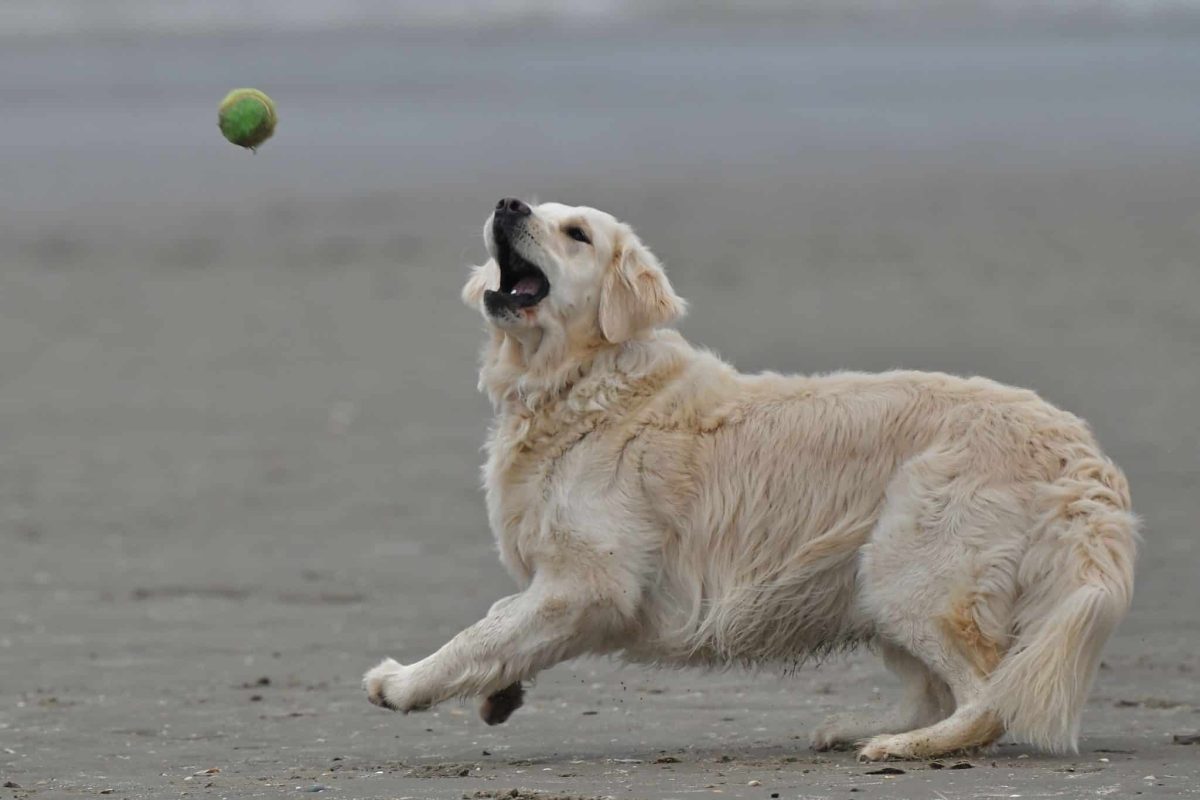 Golden Retriever cheerful and attentive while learning quickly