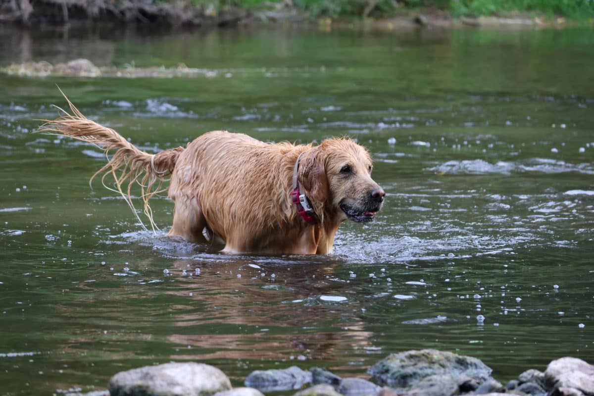 Golden Retriever cheerful expression showing playful outdoor personality