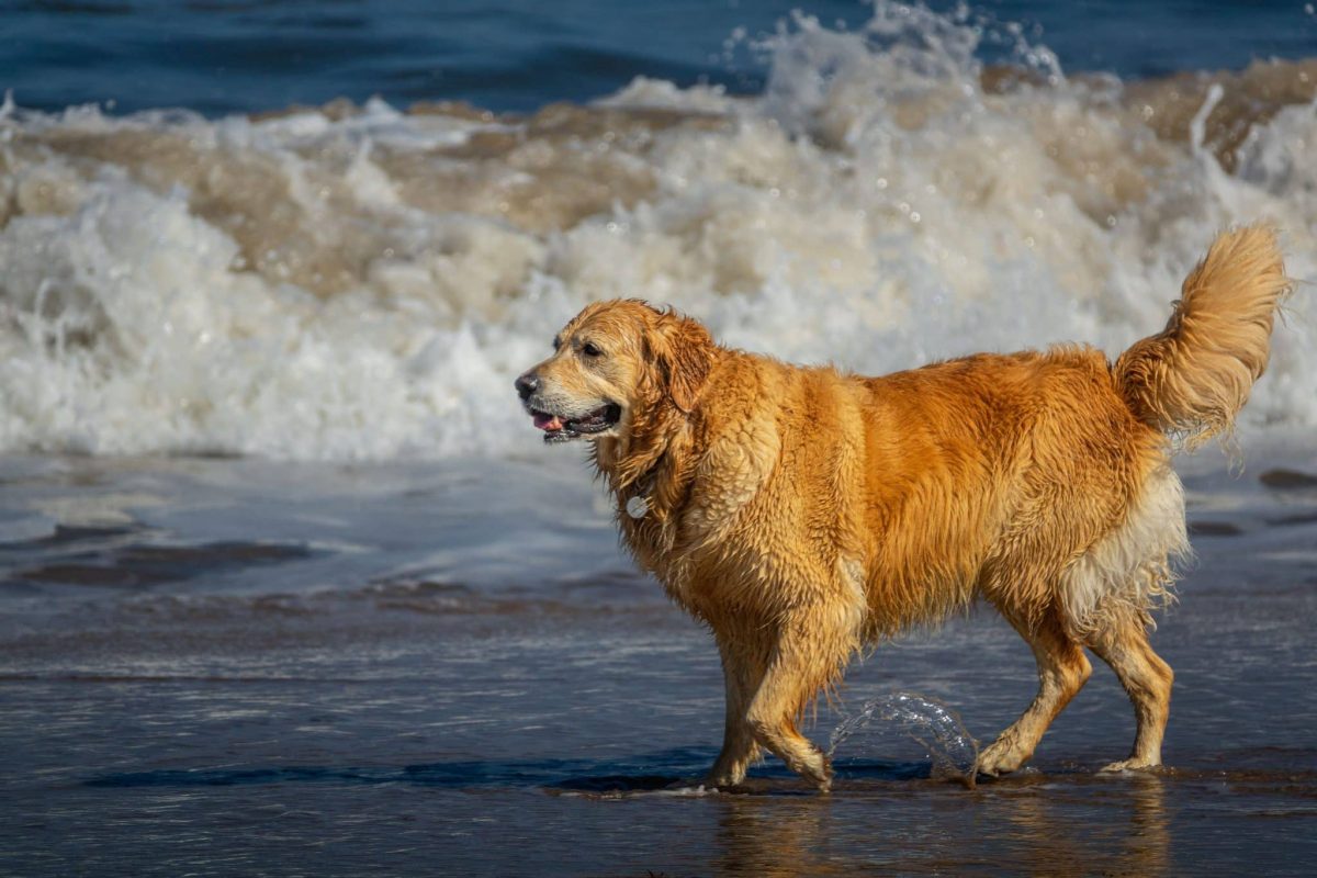 Golden Retriever cheerful expression showing playful outdoor personality