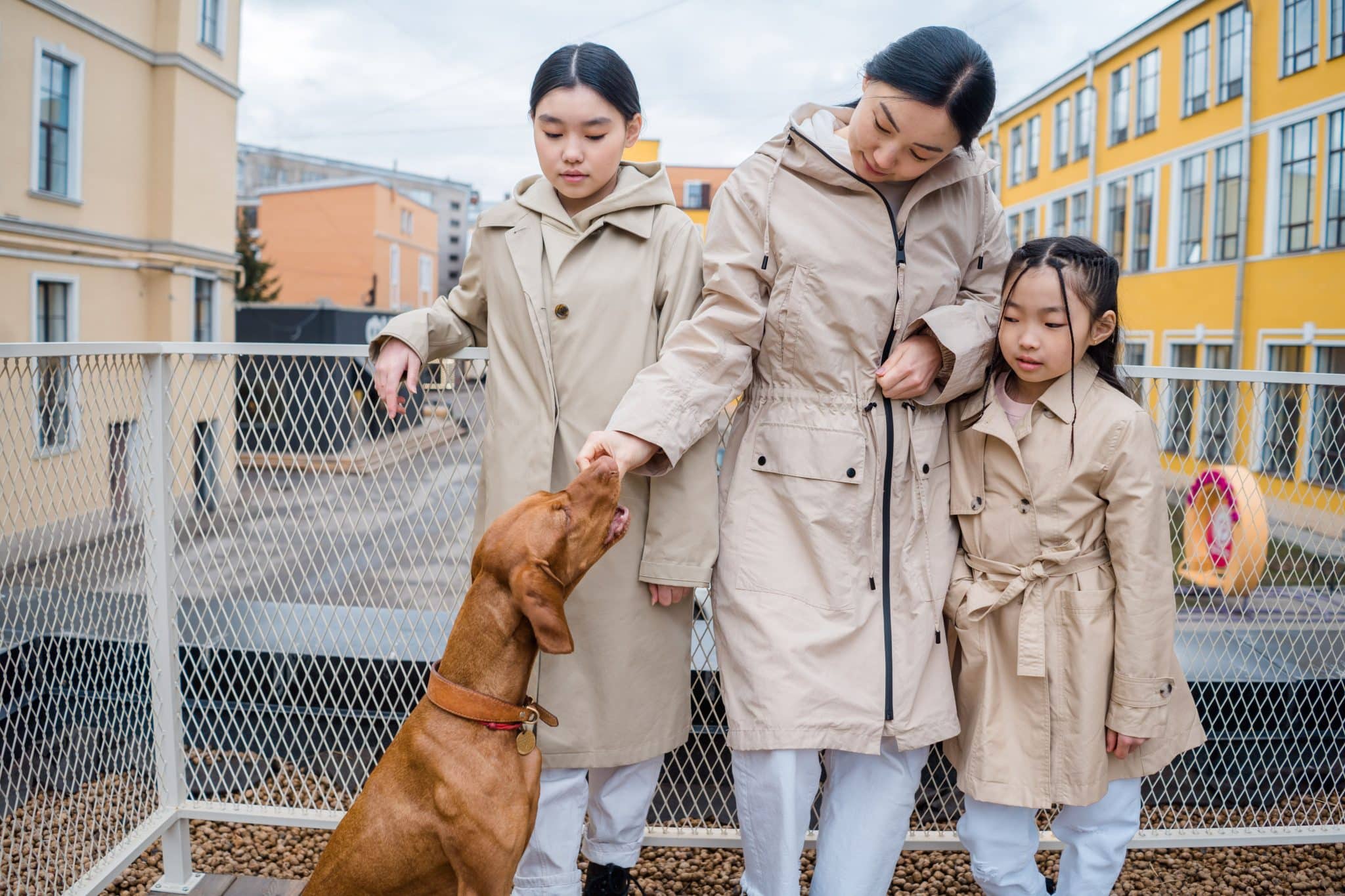 Affectionate Vizsla closely following every household project with curiosity.
