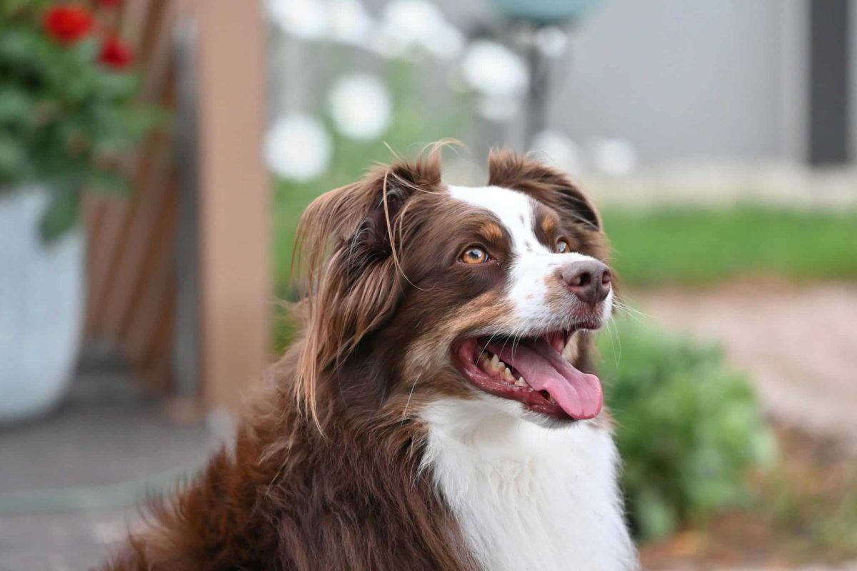 Border Collie focused expression showing energetic outdoor personality