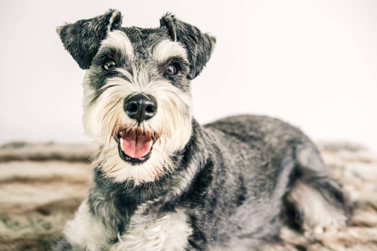 Giant Schnauzer showing loyal confidence and impressive low shedding coat.