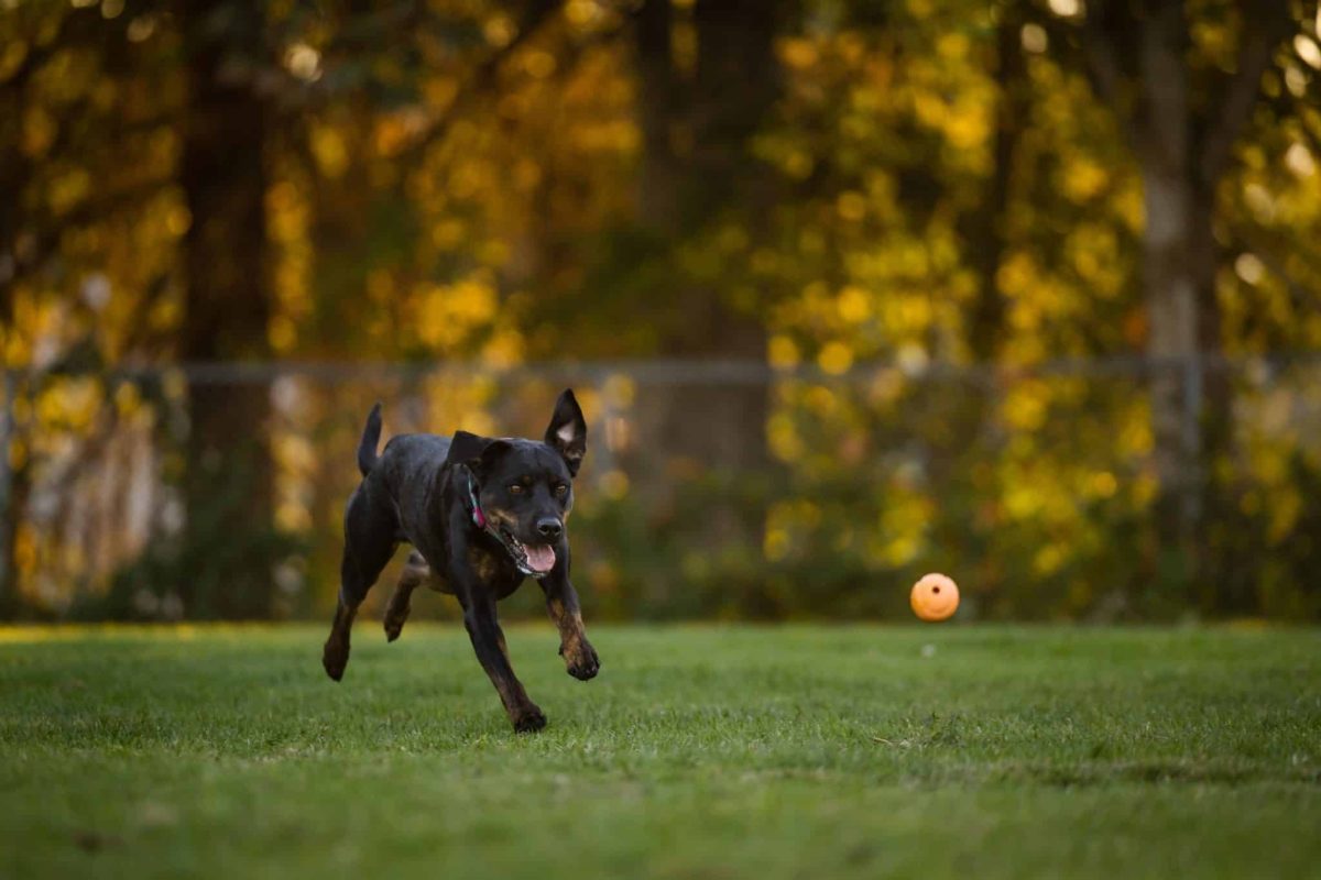 Rottweiler attentive and focused while learning advanced skills