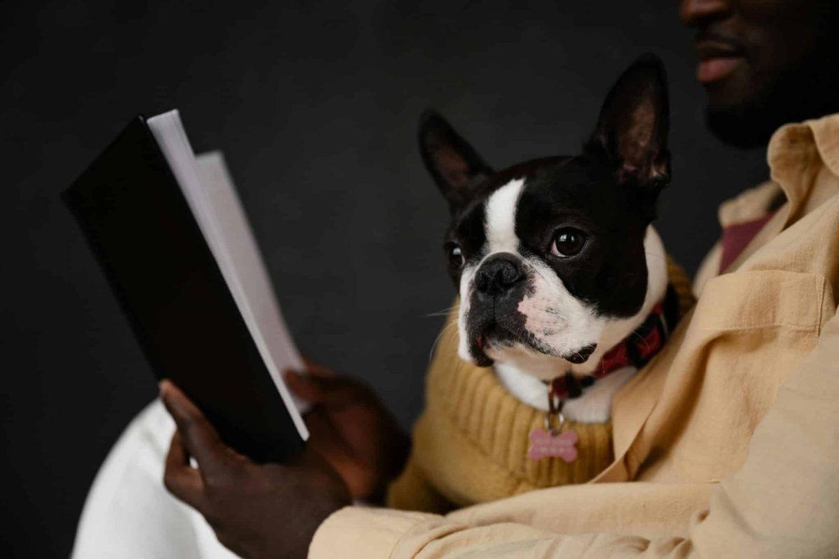 Boston Terrier alert expression showing friendly and adaptable personality