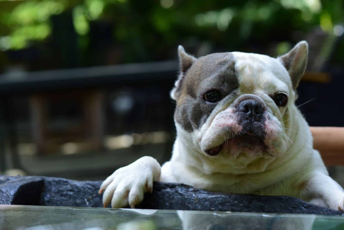 French Bulldog showing a curious and emotionally expressive face