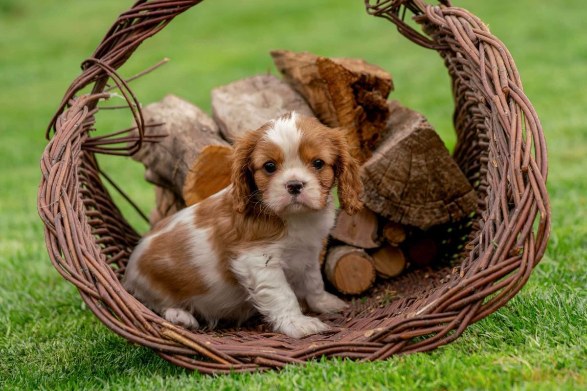 Cavalier King Charles Spaniel enjoying a calm and comforting routine