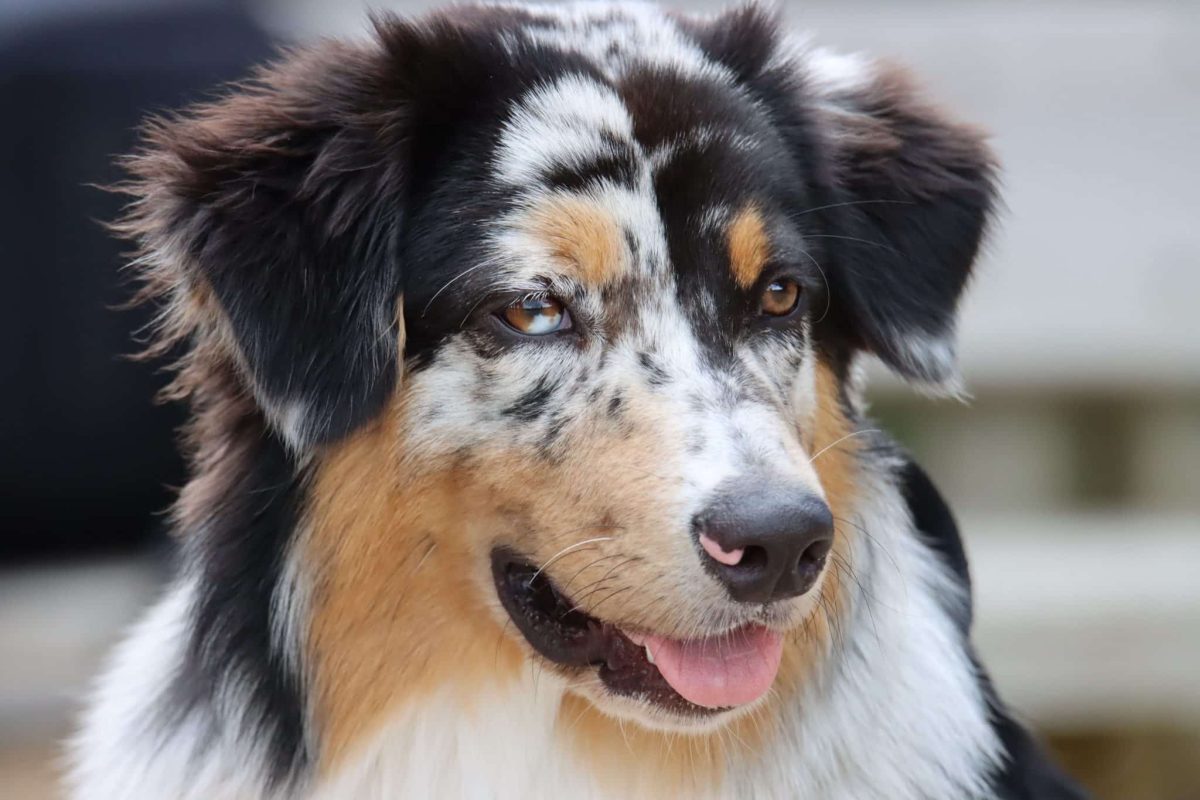 Energetic Australian Shepherd eagerly following every household project.