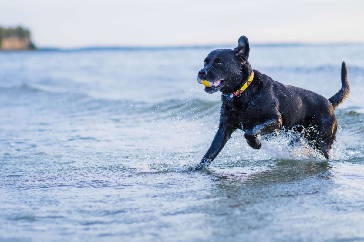 Labrador Retriever joyful expression showing love for outdoor fun
