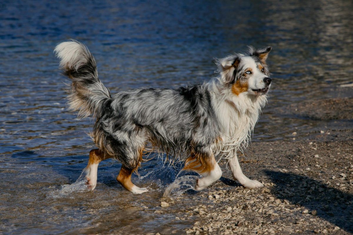 Australian Shepherd alert posture showing active and playful personality